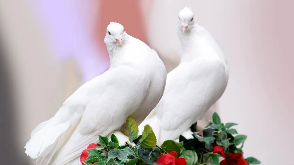 Laché des colombes -hpto de deux colombes blanches sur un bouquet de marié au roses rouges lors d'une cérémonie laique