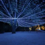 ciel étoilé mariage var - installation d'un ciel étoilé blanc froid autour d'un magnifique arbre à la bambouseraie de sulauze